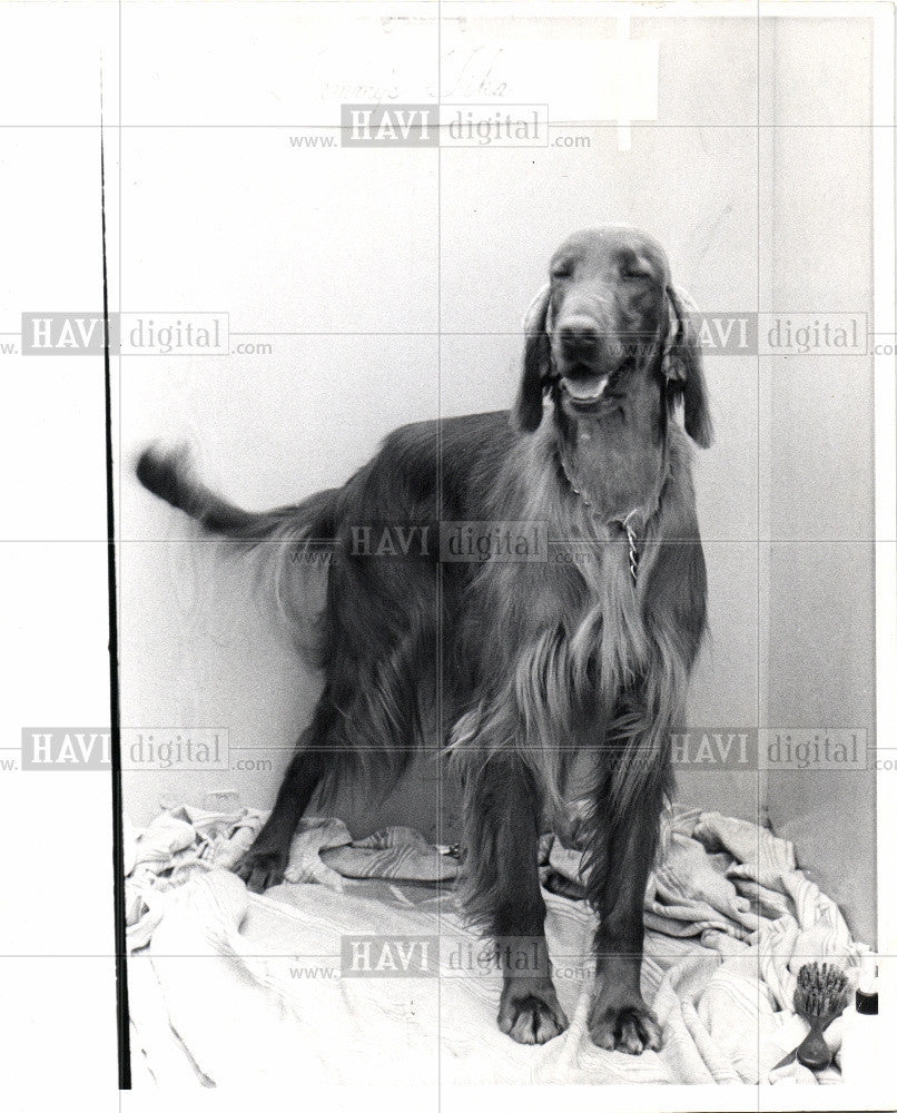 1989 Press Photo Dog Irish Setter Show Tammy Tika - Historic Images