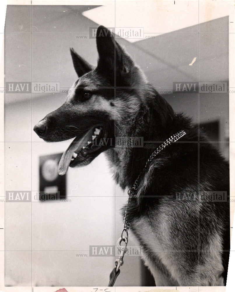 1981 Press Photo Dog Greman Shephard - Historic Images