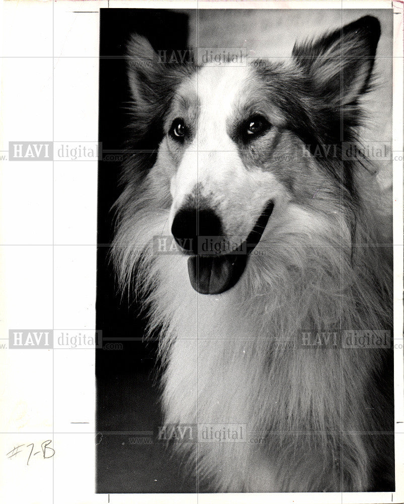 1986 Press Photo Dog Collie - Historic Images