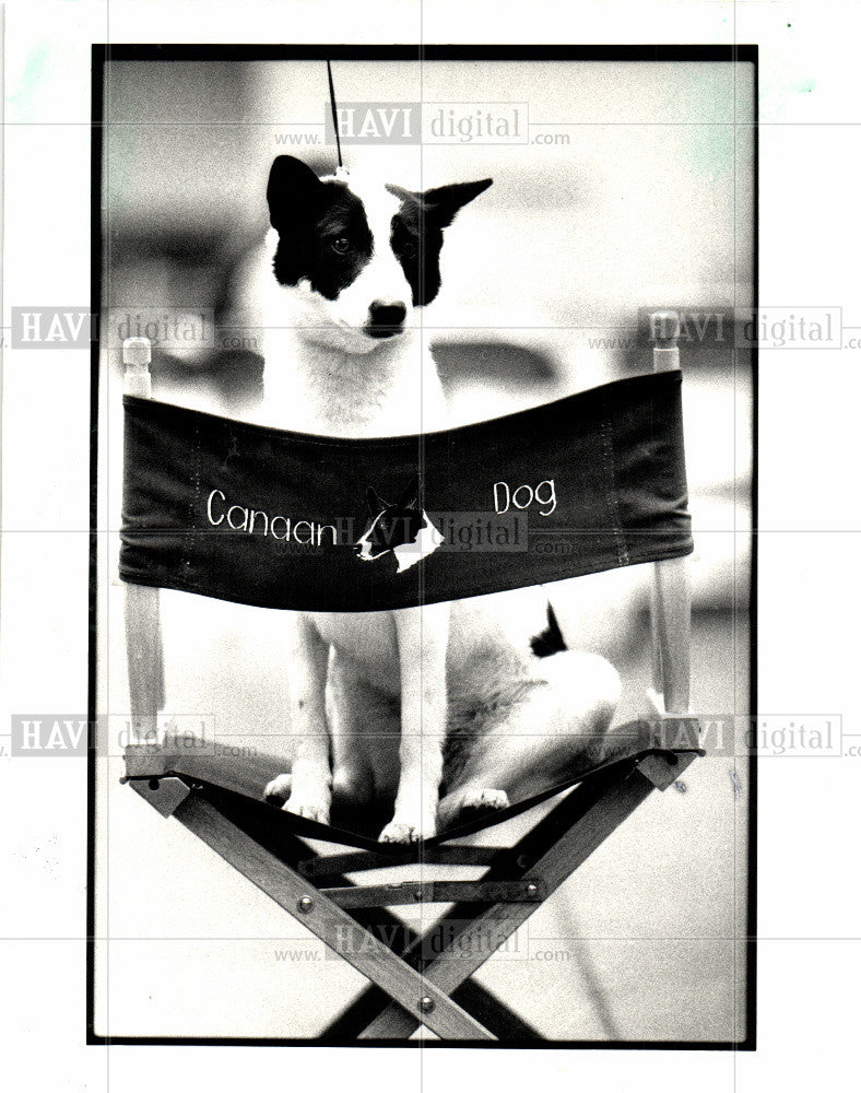 1987 Press Photo Dassi canaan dog tournament - Historic Images