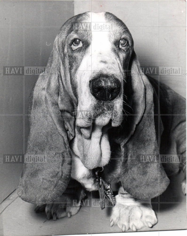 Press Photo hounds - Historic Images