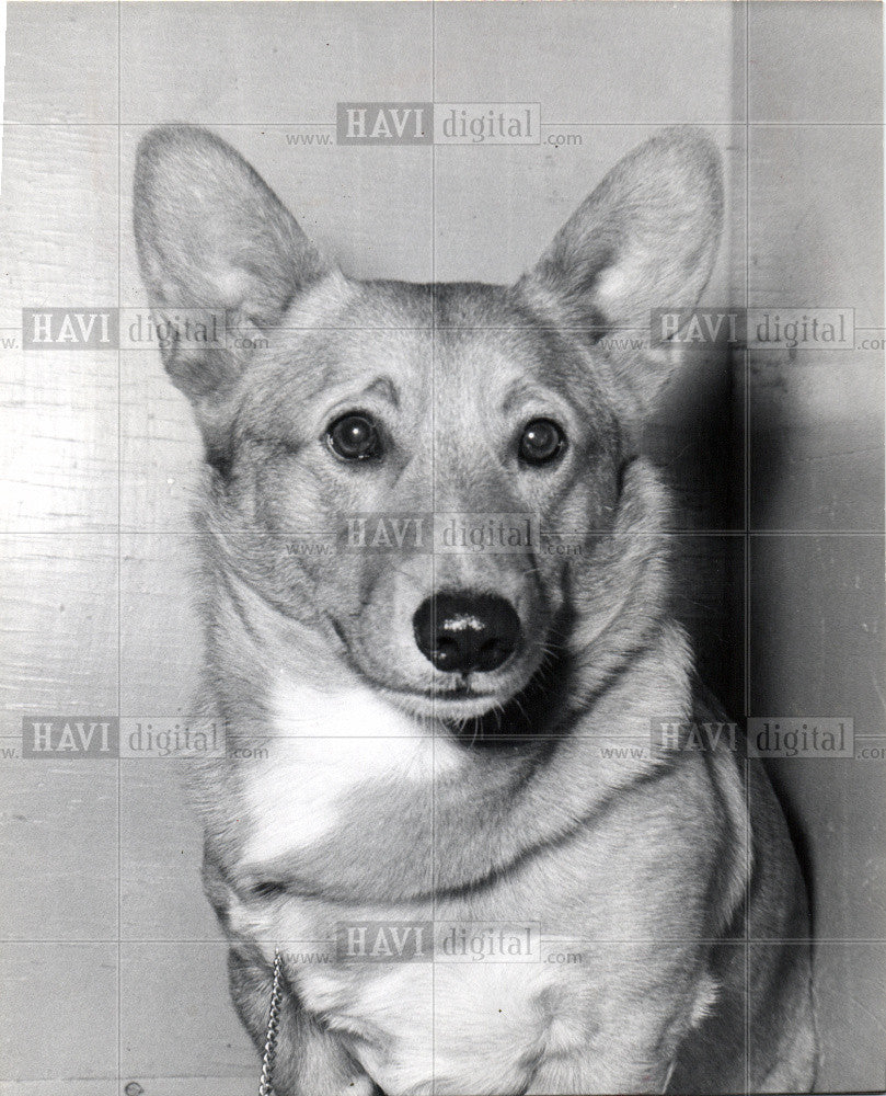 1964 Press Photo Basenji Dog - Historic Images