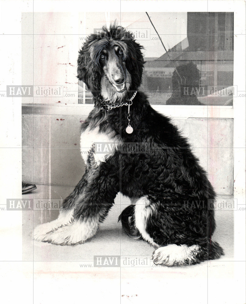 1967 Press Photo Dog Afghan - Historic Images