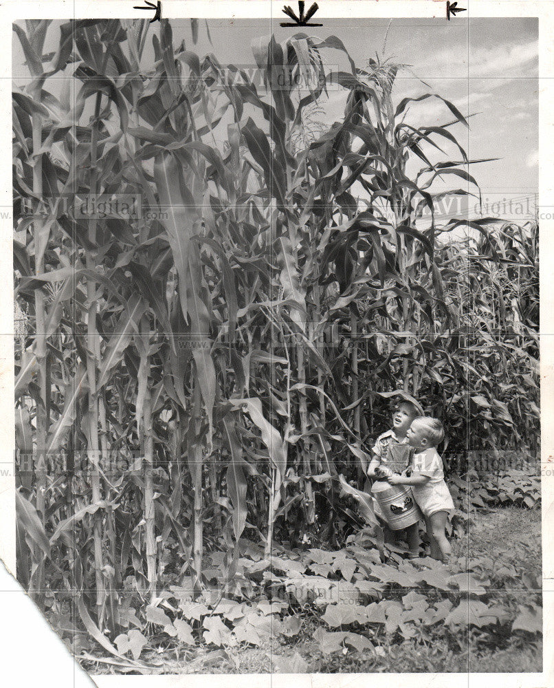 1981 Press Photo corn - Historic Images