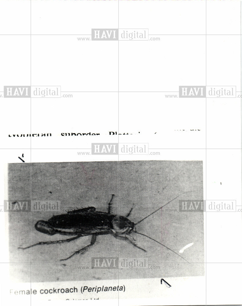 1995 Press Photo Cockroaches insects - Historic Images