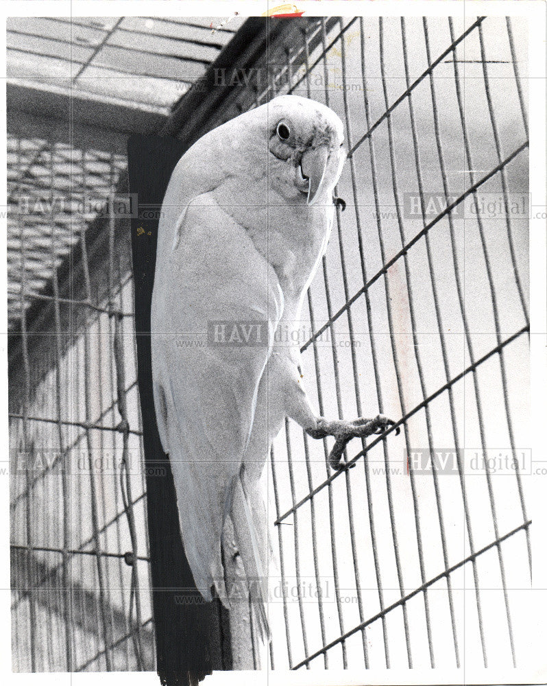 1962 Press Photo cockatoo bird zoo Detroit cage - Historic Images