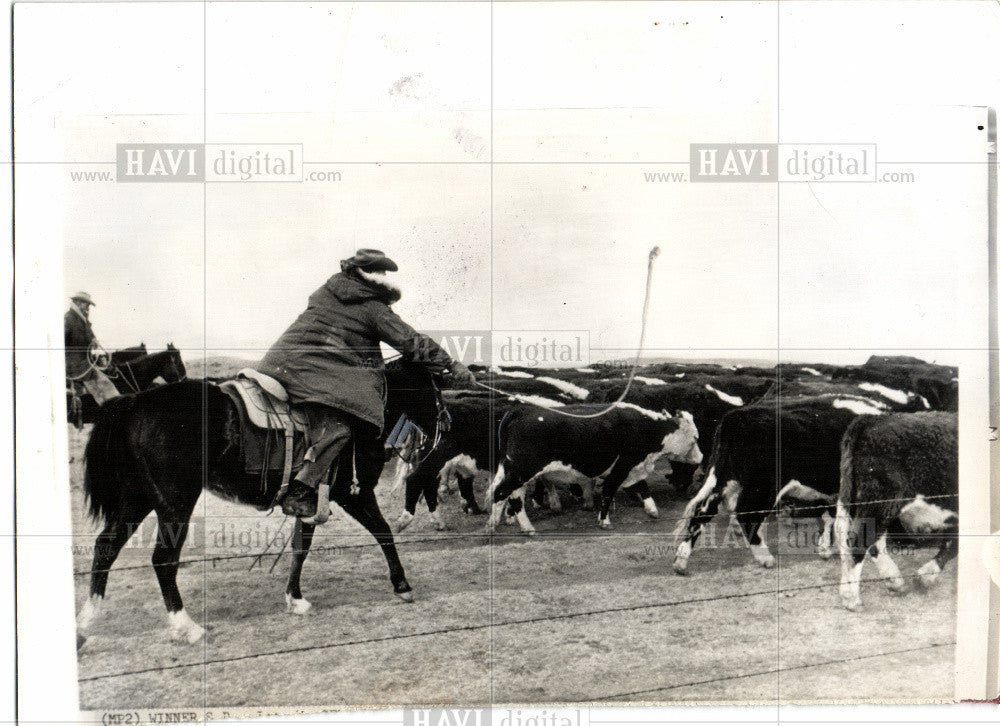 Press Photo cowboys roundup cattle ranching herd - Historic Images