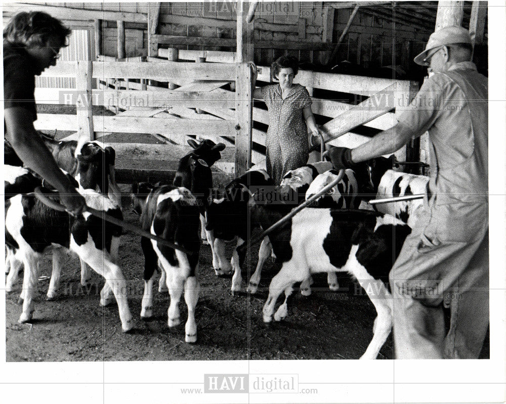 Press Photo cattle barn - Historic Images