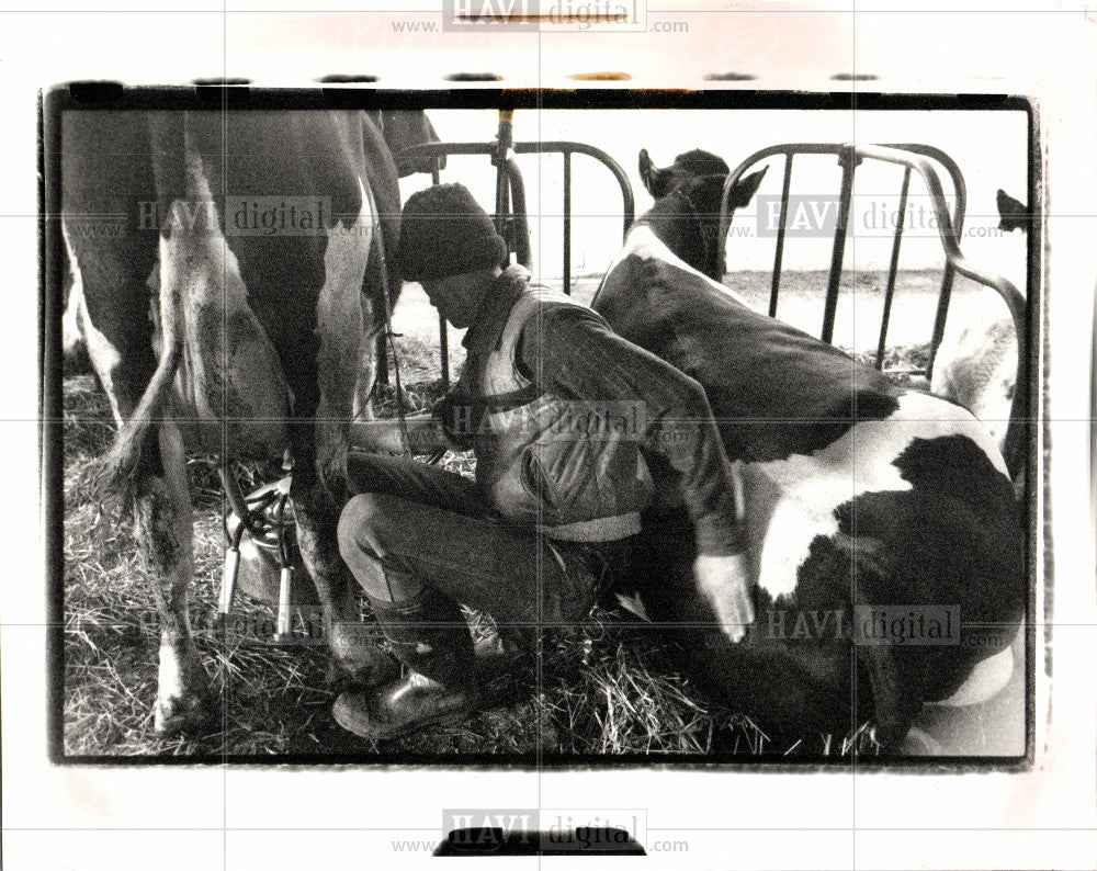 1990 Press Photo cow, farm, milking, farmer, milk - Historic Images