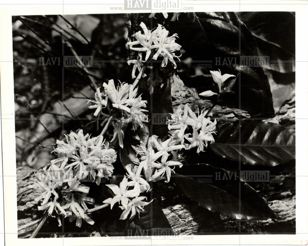 1958 Press Photo Coffee Plant Flowers Garden Crops - Historic Images