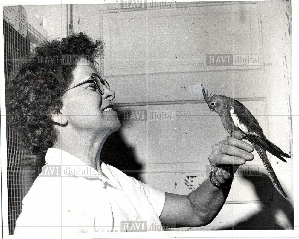 1966 Press Photo Cockateel, bird, pet, animals, parrots - Historic Images