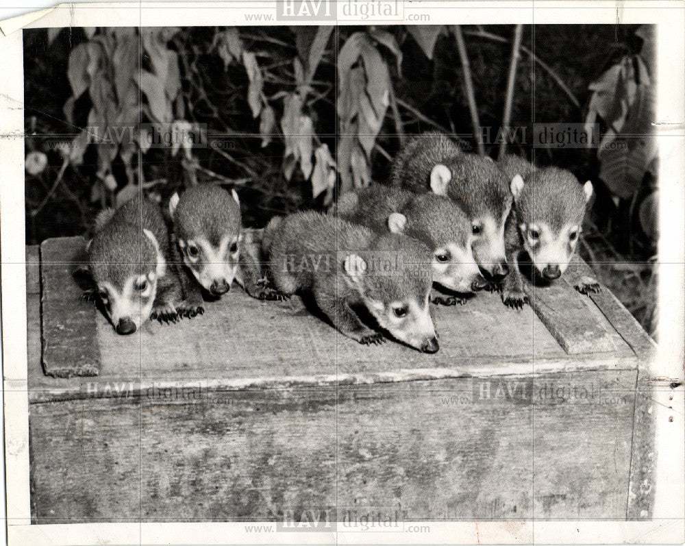 1944 Press Photo Six little coatimundis raccoon - Historic Images