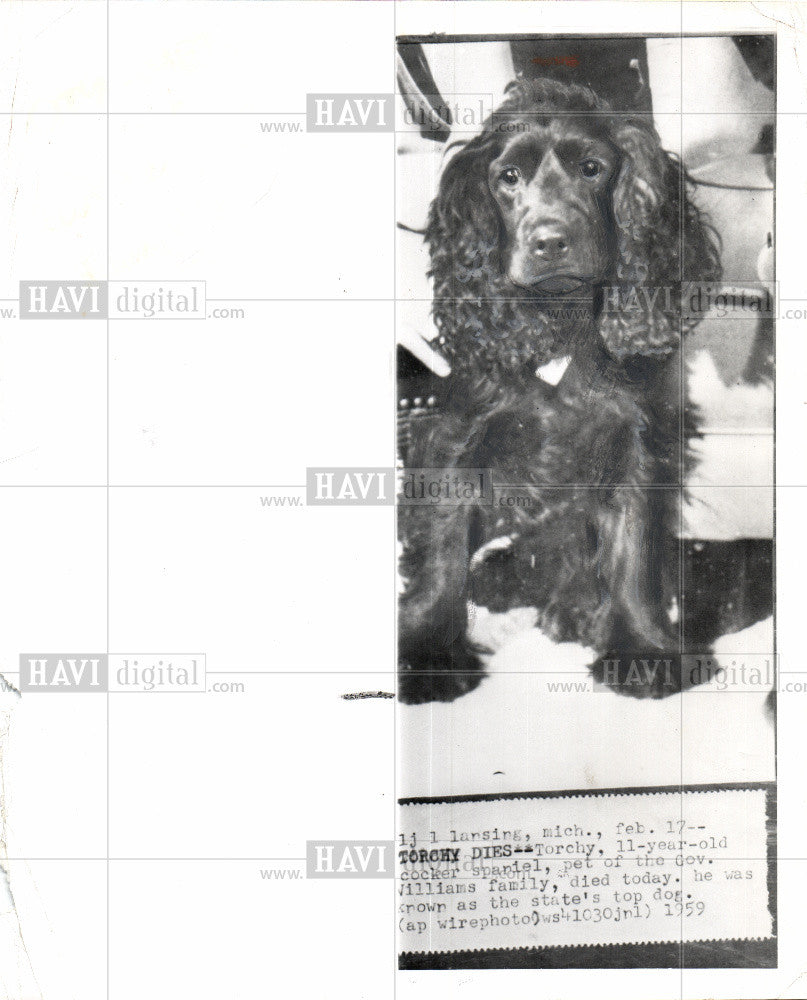 1959 Press Photo Torchy 11-year-old cocker spaniel - Historic Images