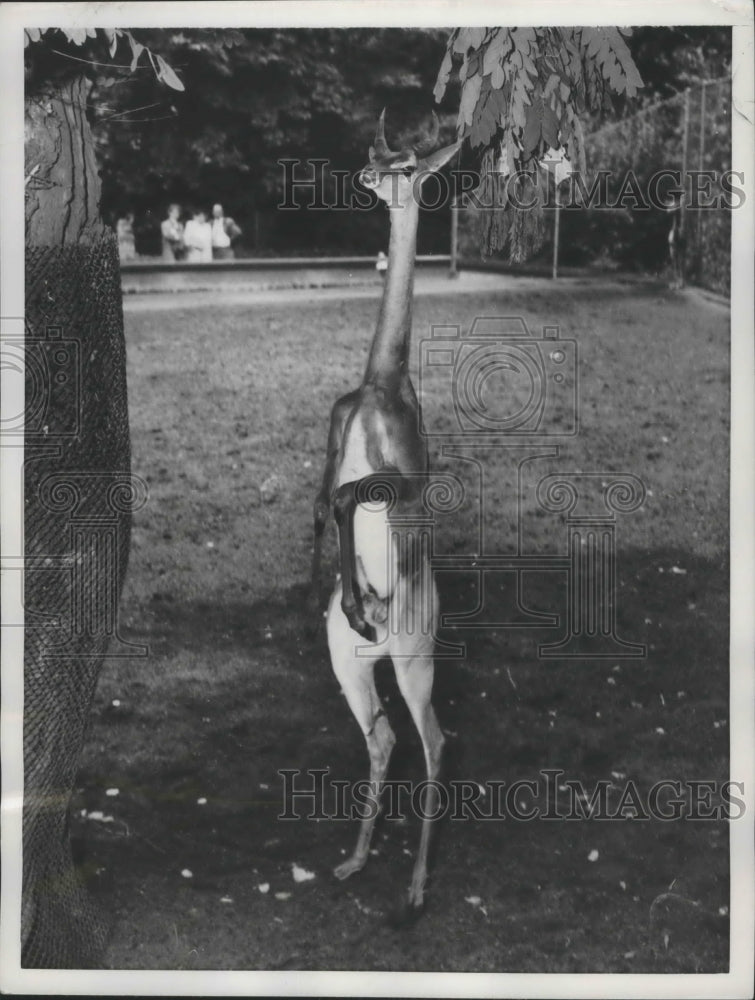 1956 Press Photo Gerenuk New Addition to Frankfurt Zoo, Germany - Historic Images