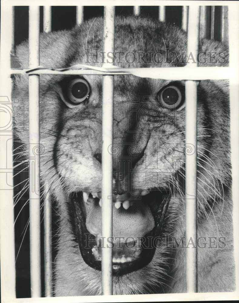 1971 Lion From International Animal Exchange - Historic Images