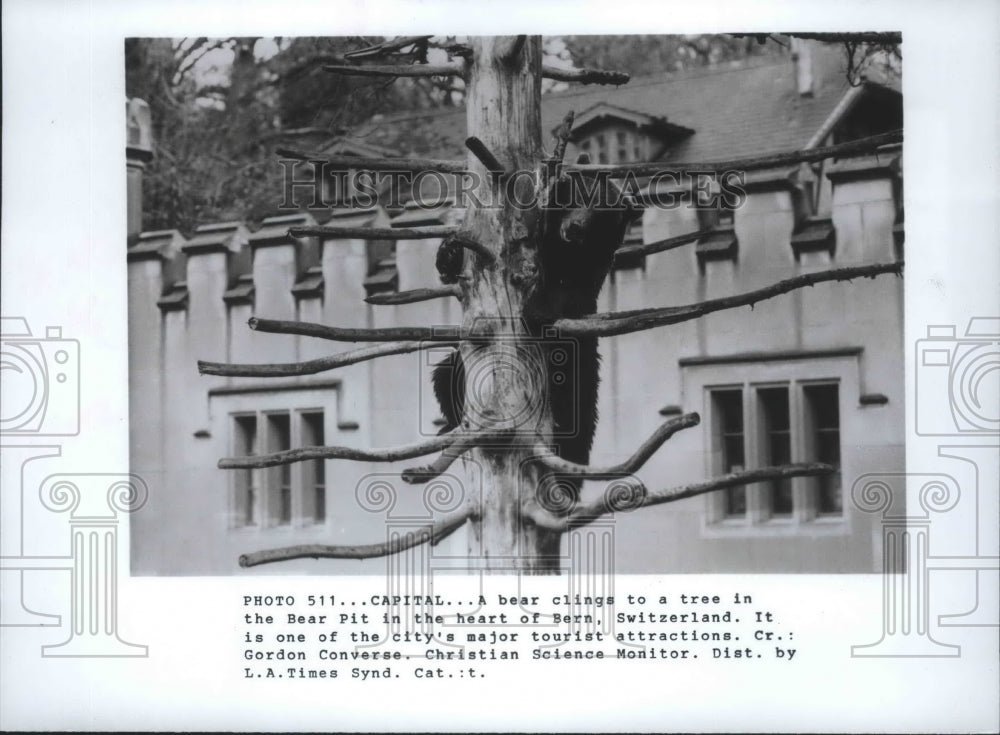 Press Photo Bear Clings to Tree in Bear Pit in the Heart of Bern Switzerland-Historic Images