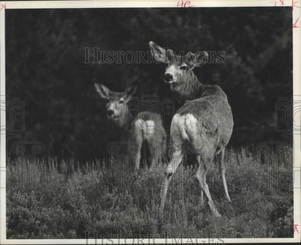 1972 Press Photo Mule deer on Gardner River, Yellowstone National Park - Historic Images