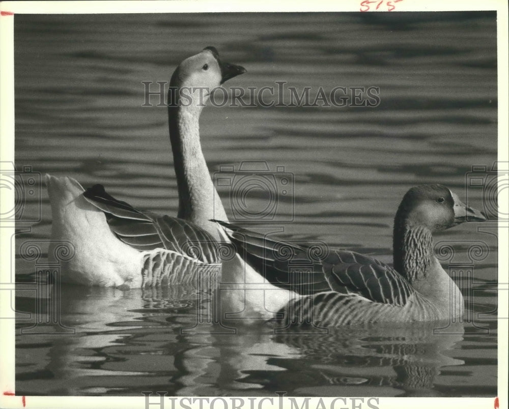 1978 Press Photo A Couple of geese enjoy the warm water at Hermann Park, Houston - Historic Images