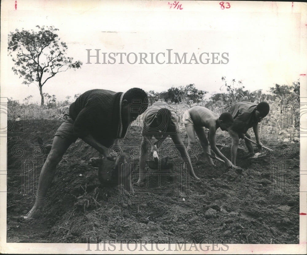 1972 Press Photo African Workers Tilling the Land with Old-Fashioned Hoes-Historic Images