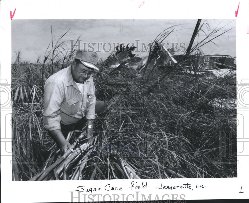 1992 Press Photo Altemus Sigue-Jeanerette, LA views crop damage Hurricane Andrew - Historic Images