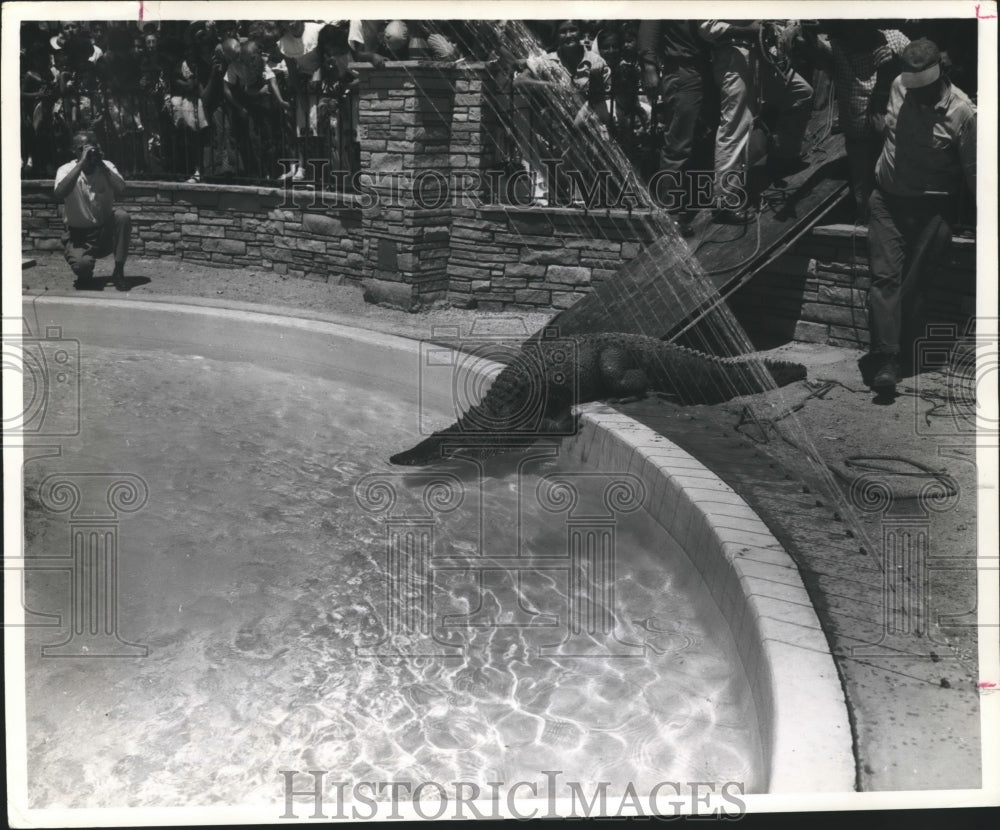 1961 Press Photo Alligator released into pool - hca06011 - Historic Images