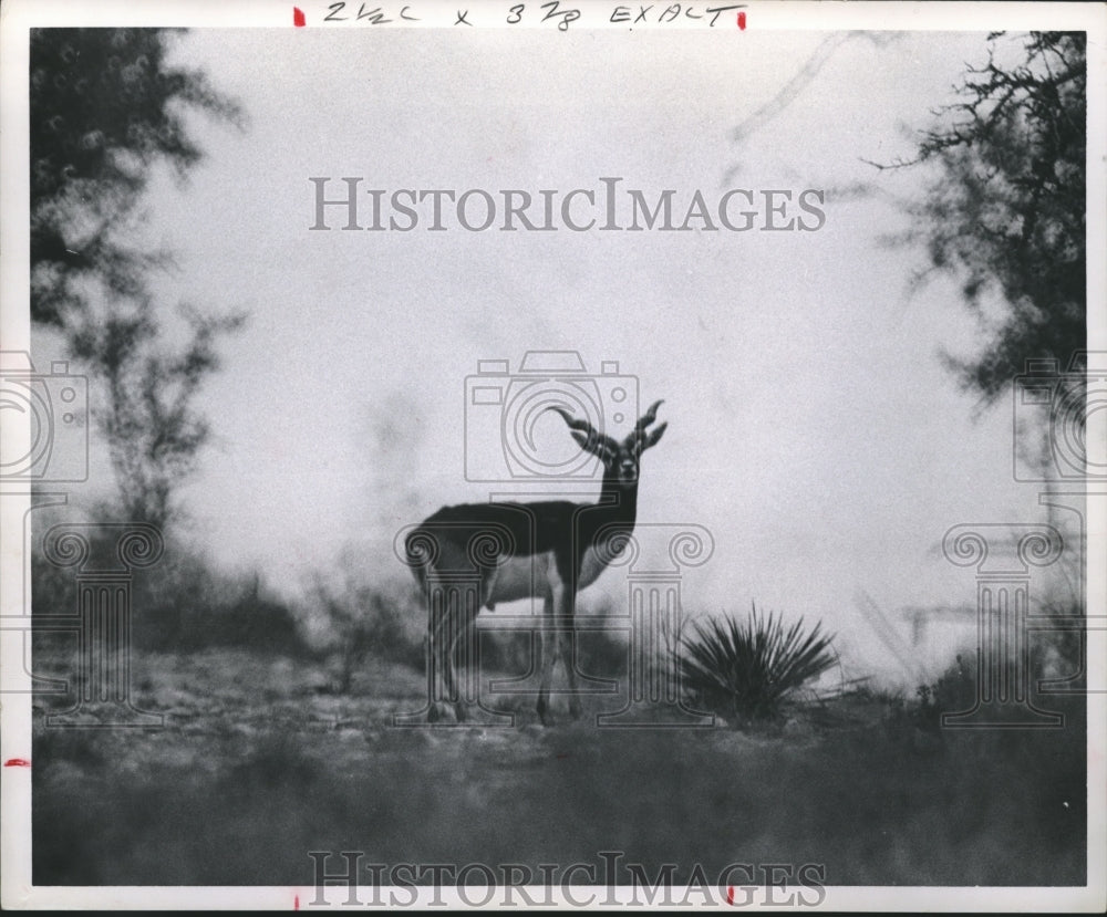 1968 Press Photo Black Buck Antelope - hca06200 - Historic Images