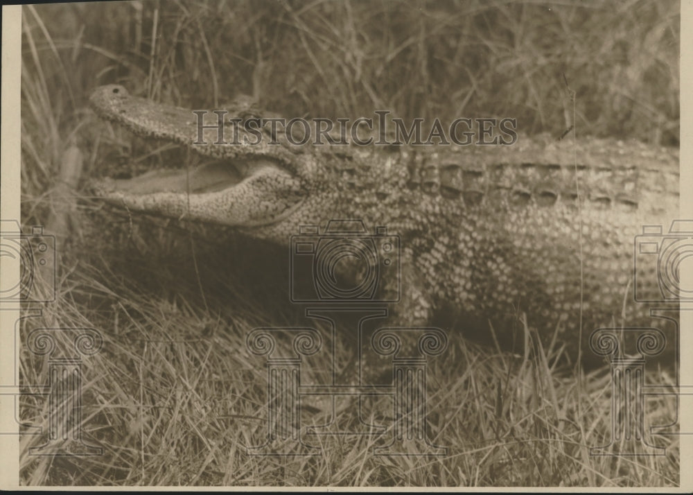 Press Photo Alligator in the weeds - hca06349 - Historic Images