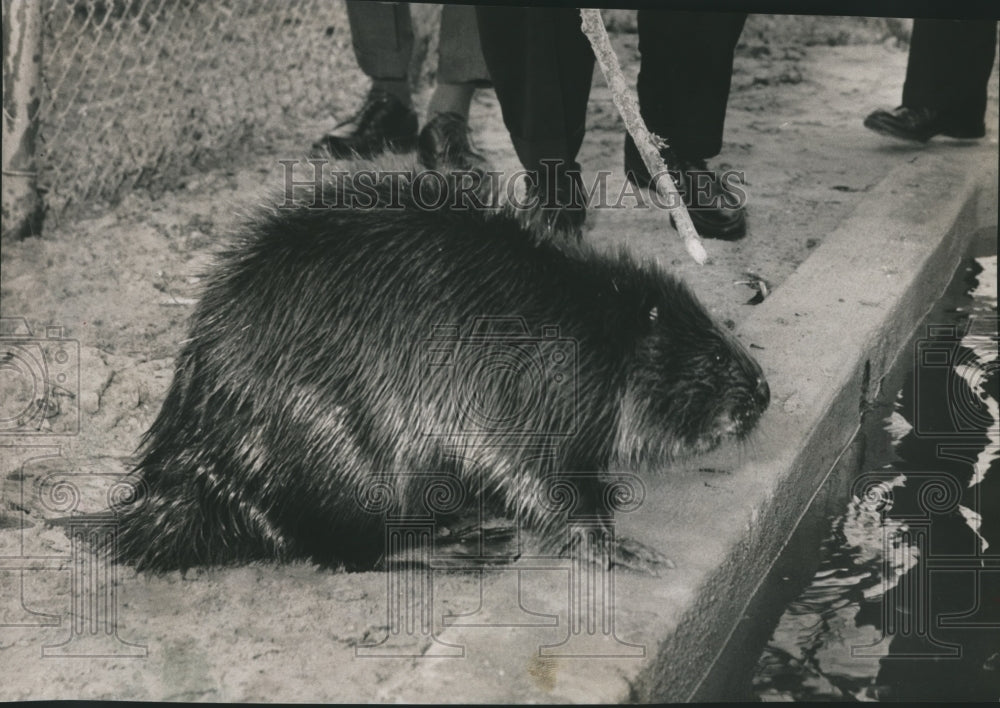 1959 Press Photo Beaver near curb - hca08654 - Historic Images