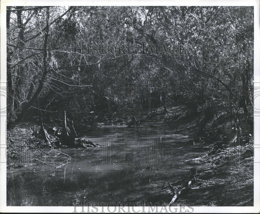 1962 Press Photo Creek runs though Big Thicket National Park, Texas - hca08705 - Historic Images