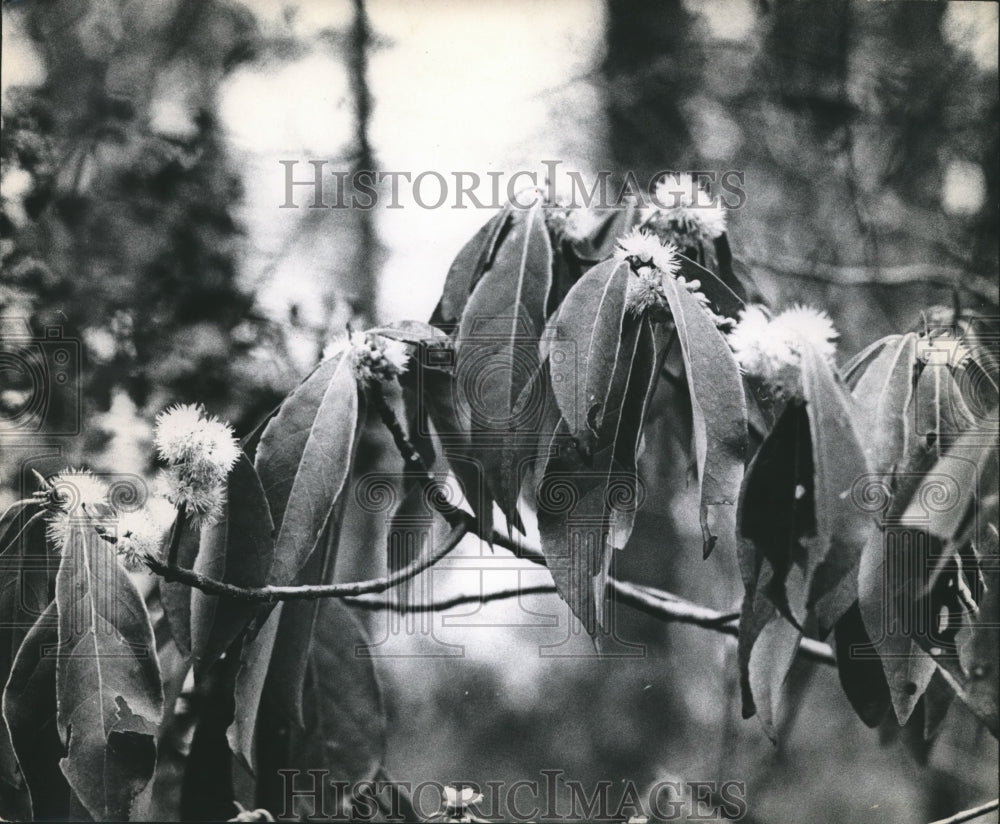 1965 Press Photo Varied Vegetation in Big Thicket National Park, Texas - Historic Images