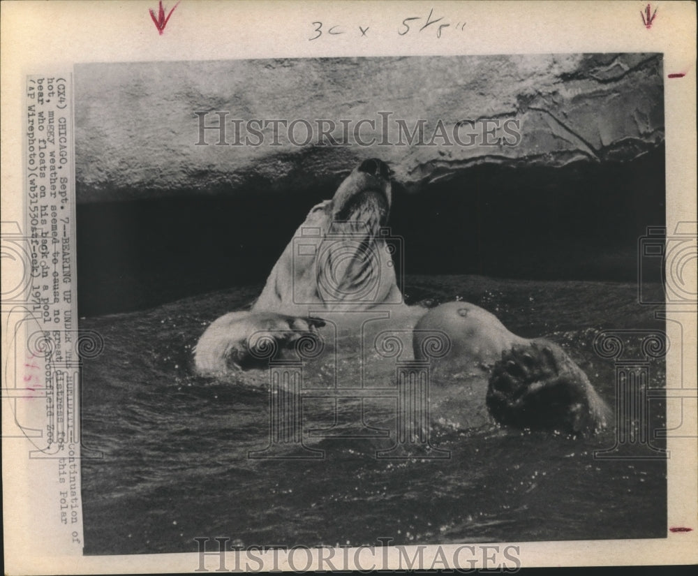 1971 Press Photo Polar Bear Floats on His Back in Pool At Brookfield Zoo - Historic Images