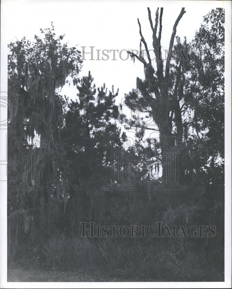 1962 Press Photo Vine covered trees in Big Thicket, Texas - hca09380 - Historic Images