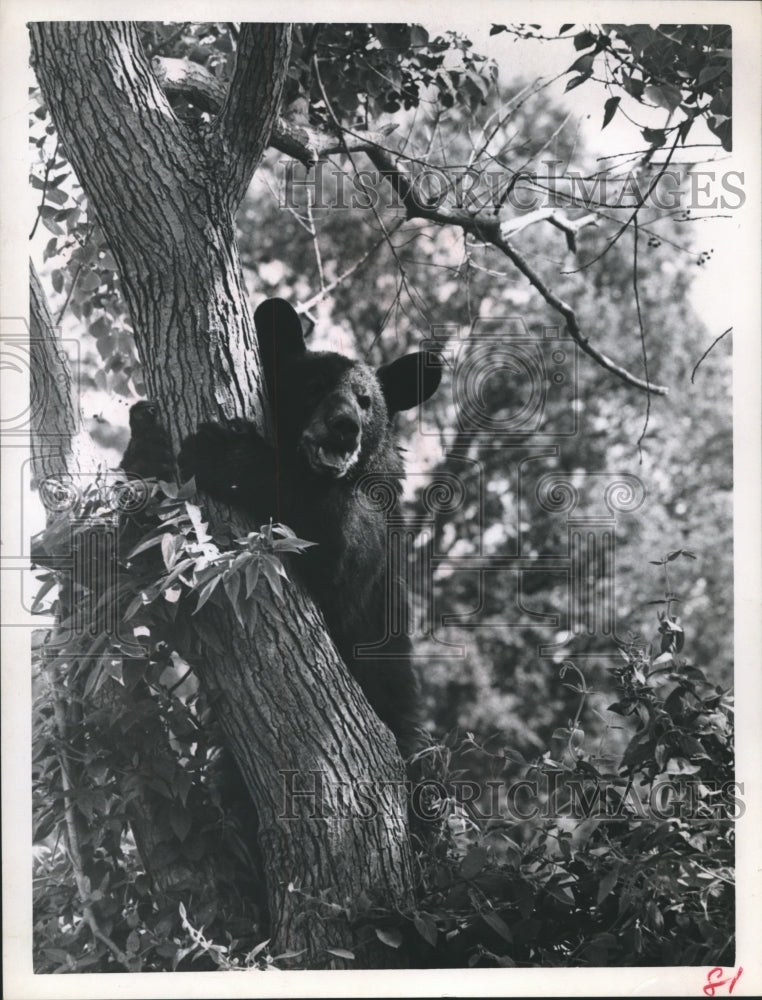 1965 Press Photo Black Bear In Tree Is Not in the Best of Moods - hca09775 - Historic Images