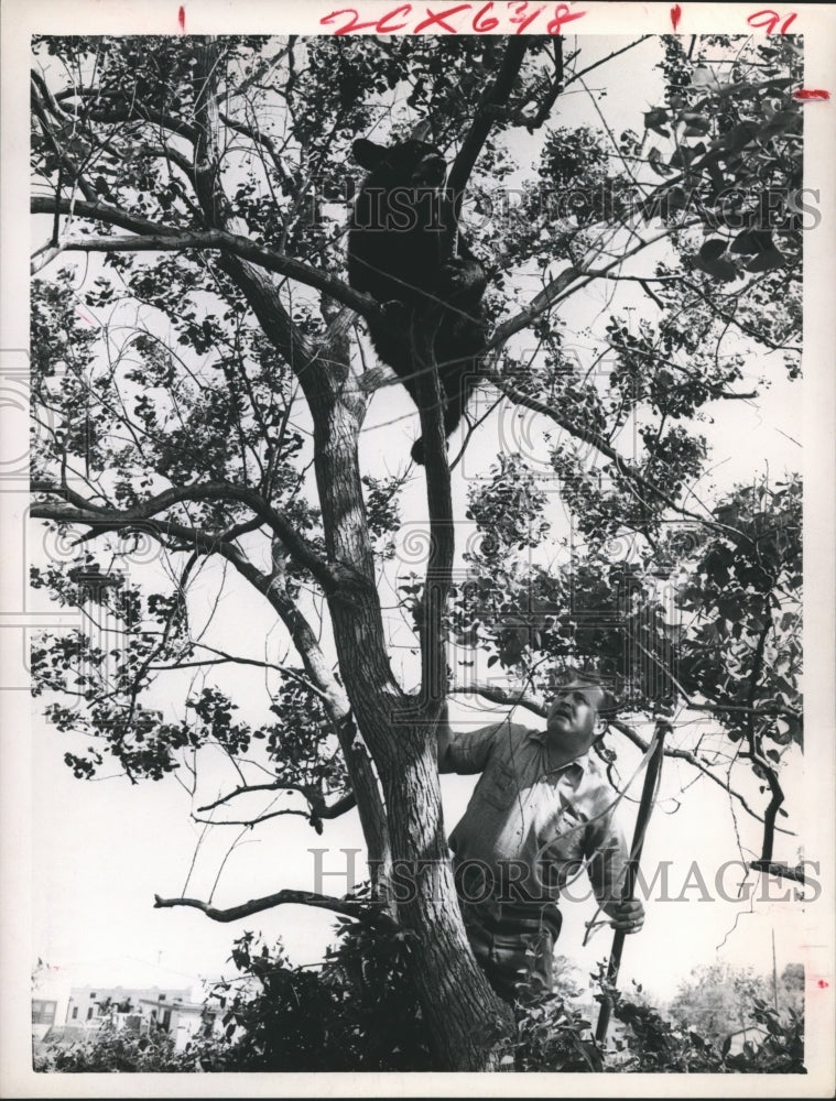 1965 Press Photo A.L.Osborne Trees His Bear In Vacant Lot Near Permastone Co. - Historic Images