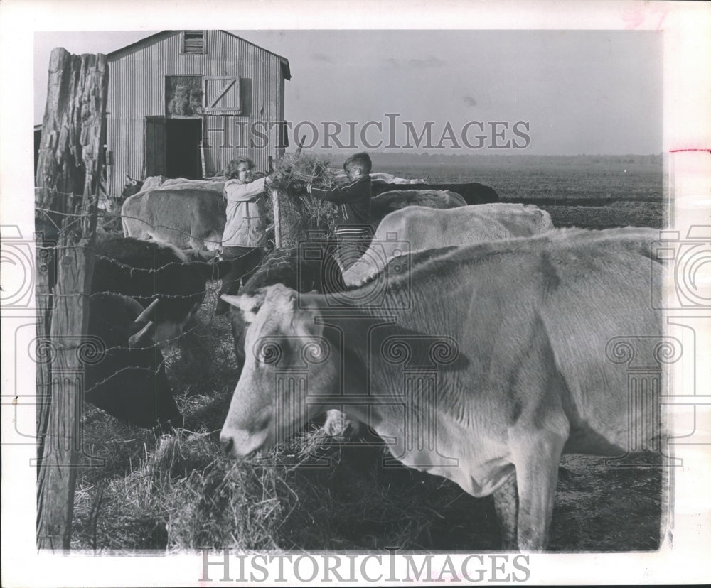 1961 Press Photo Cattle Being Fed Hay, Beaumont, Texas - hca10675 - Historic Images