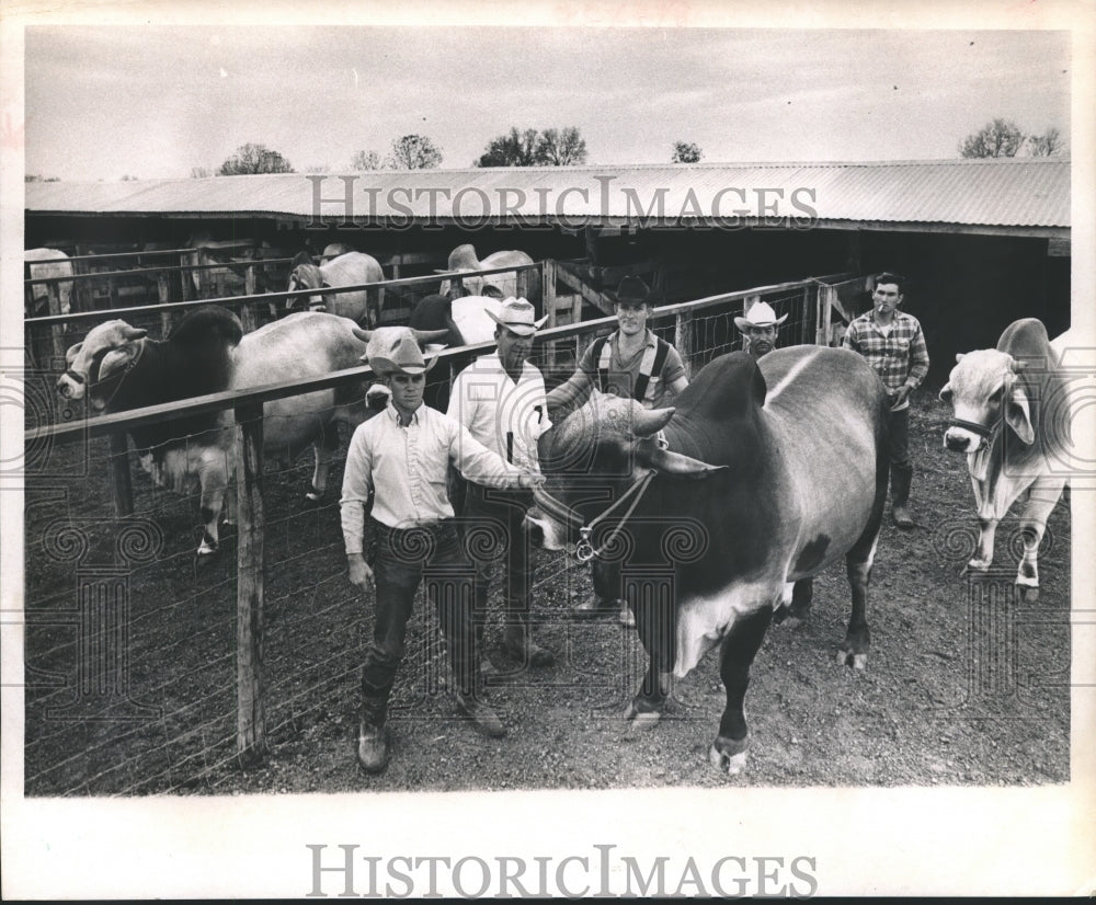 1969 Press Photo Ranch hands paper prize-wining bovine cattle, Texas - hca10693-Historic Images