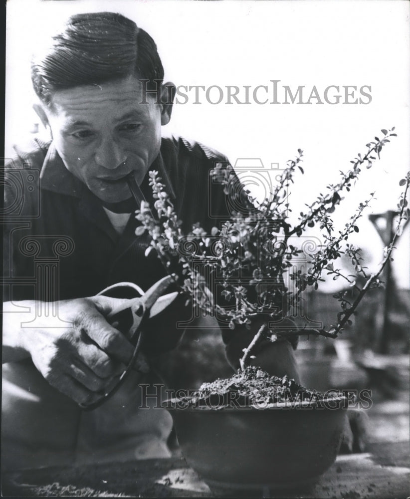 1969 Press Photo Katsura Trimming the Excess Limbs of Bonsai Tree - hca10962-Historic Images