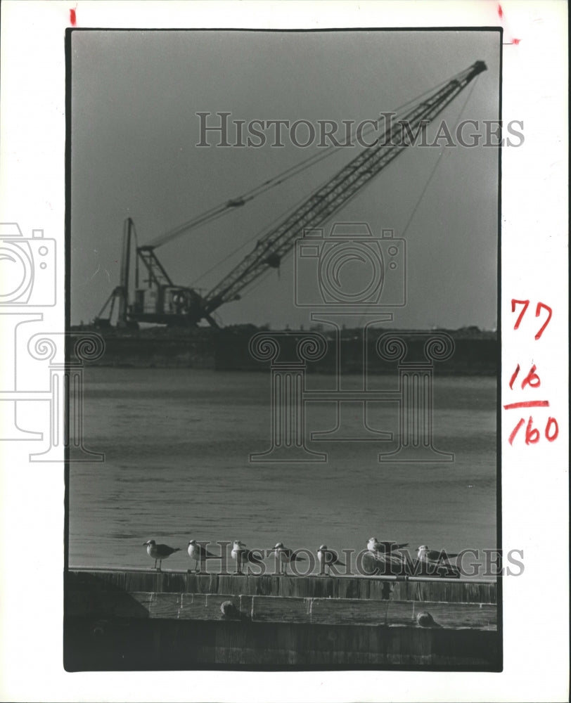 1983 Press Photo Seagulls Perched Near The Docks Near Bolivar Ferry & Peninsula - Historic Images