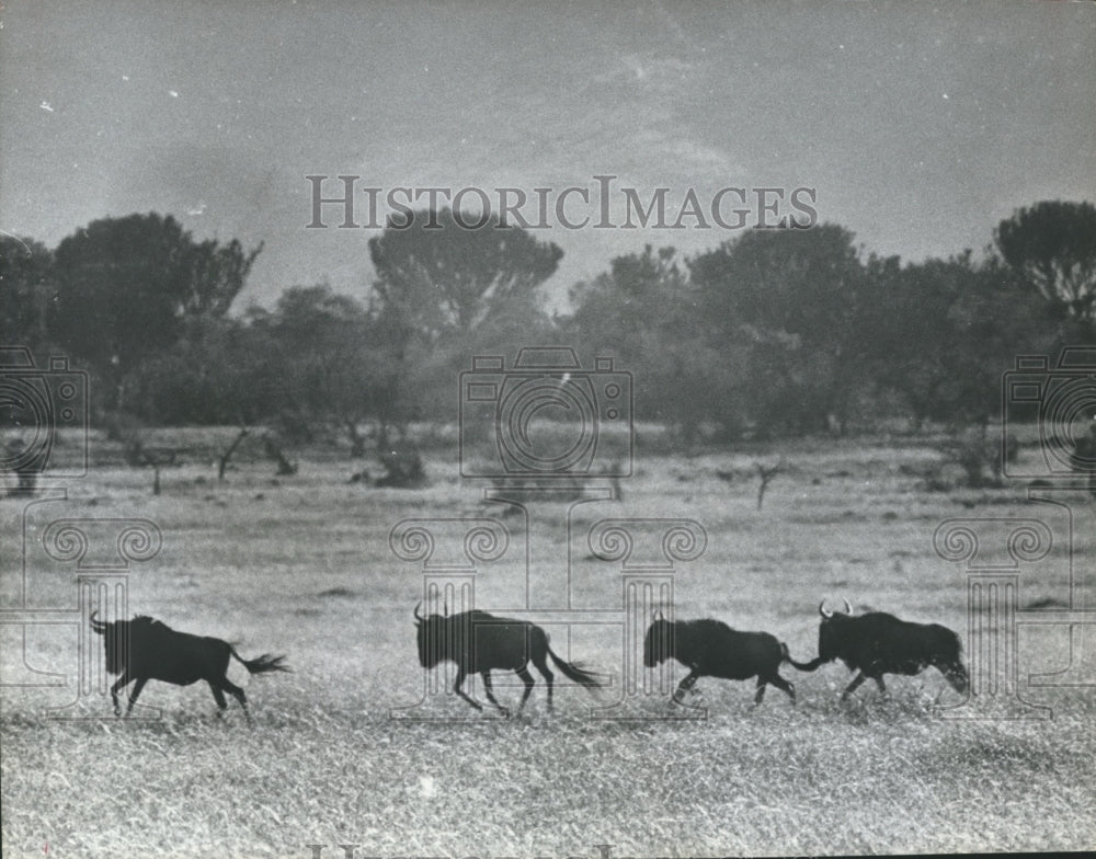 1968 Press Photo Bison type Wildbeeste running through field. - hca11631 - Historic Images