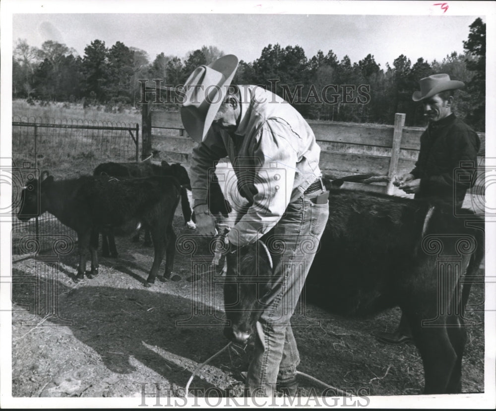 1971 Press Photo Federal men testing cattle for Brucellosis in Harris Co. - Historic Images