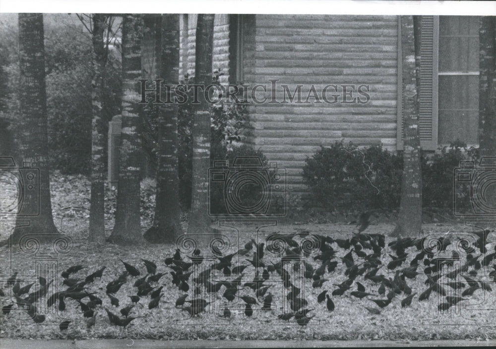 1977 Press Photo A Flock of Starlings on Grass at Timbergrove Manner, Houston - Historic Images