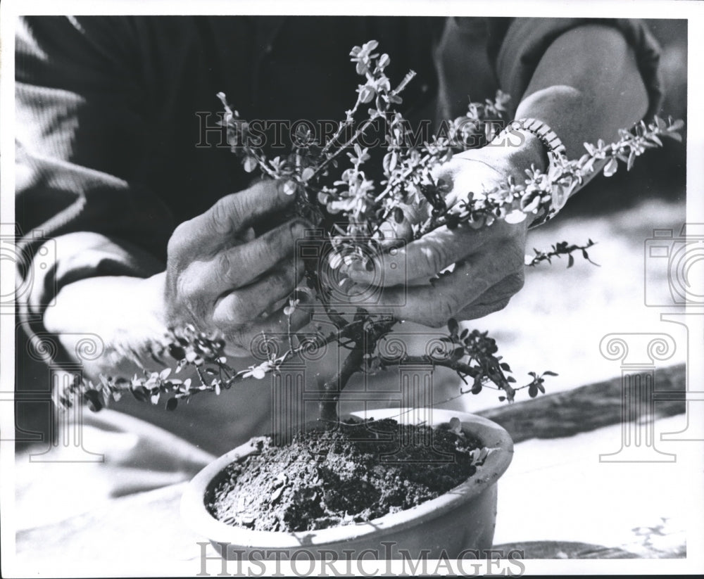 1969 Press Photo Shaping a Texas Bonsai Plant - hca12005 - Historic Images