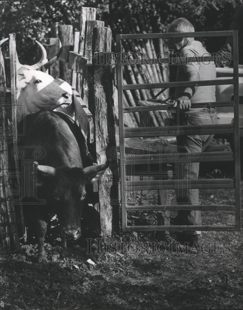 1970 Press Photo Douglas Bullock At Cattle Chute, Harris Co Brucellosis Testing. - Historic Images