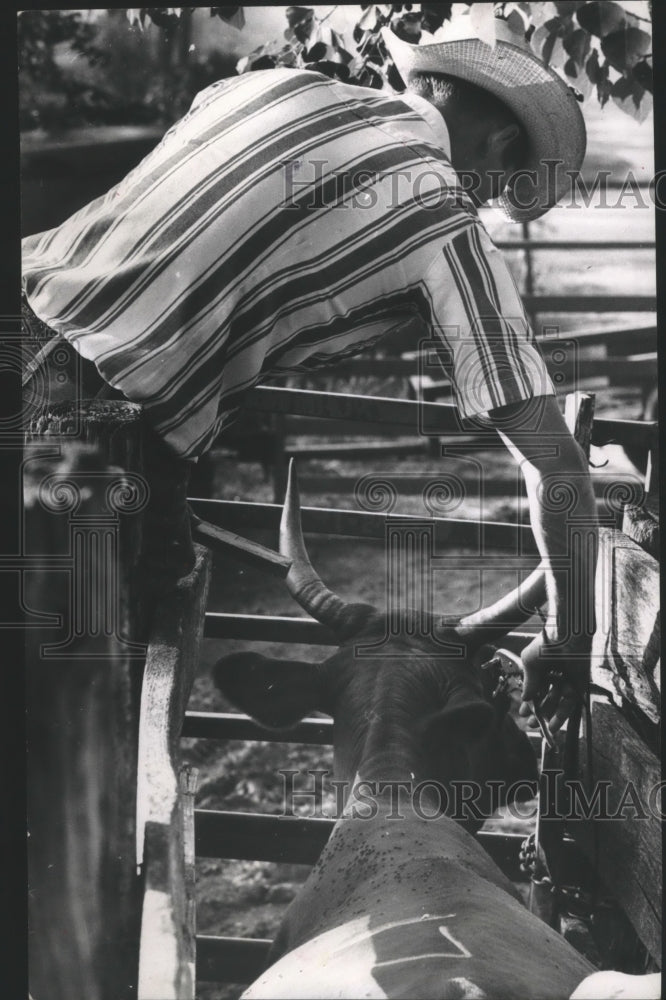 1970 Harris Co. Brucellosis Inspector Doug Smith Applies Ear Tag. - Historic Images