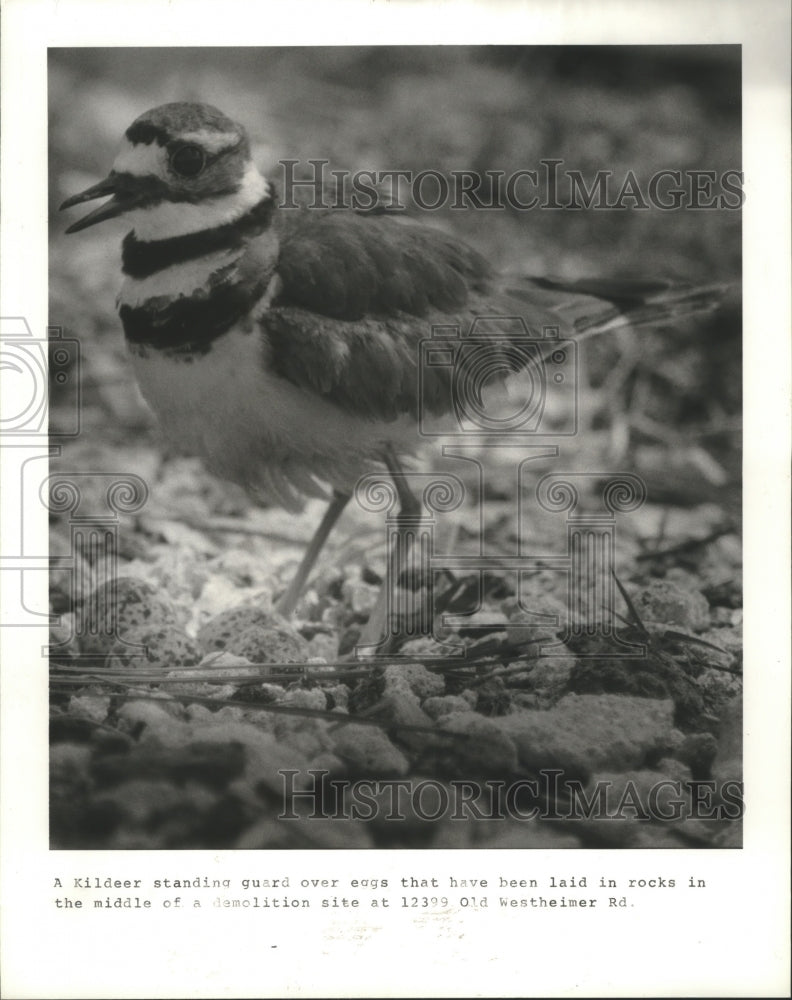 1985 Press Photo Killdeer Keeps An Eye On Nest At Demolition Site in Houston. - Historic Images