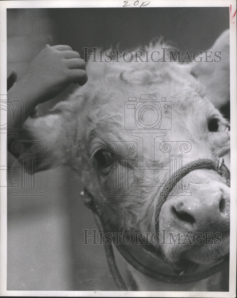 1970 Blind Child Pets a Cow in Houston. - Historic Images