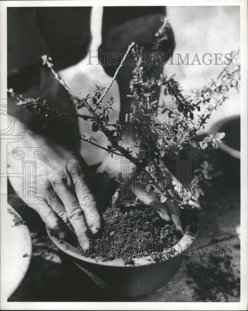 1969 Press Photo Potting a Bonsai Plant - hca12504 - Historic Images