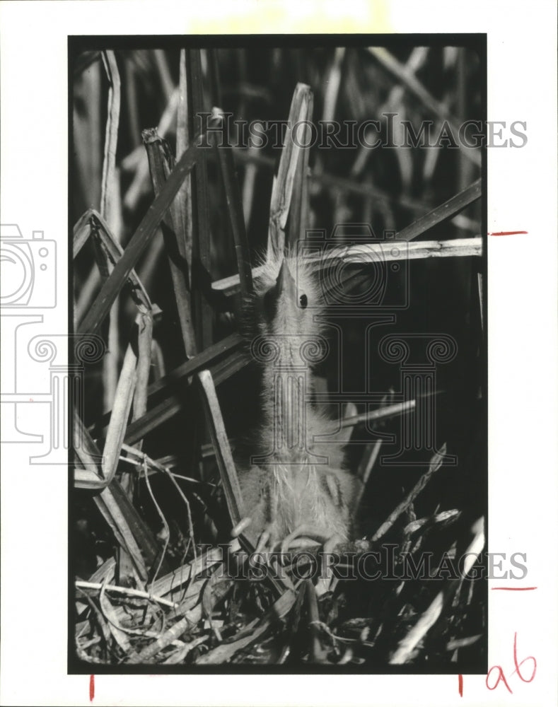 1987 Press Photo A week-old baby least bittern, Texas - hca12561 - Historic Images