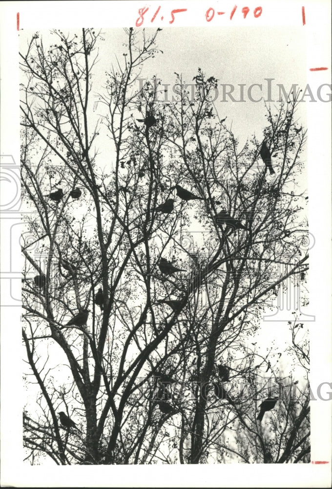 1979 Press Photo Hundreds of robins in the Houston area during spring time - Historic Images