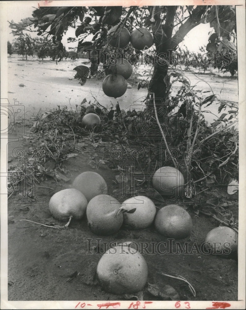 1967 Press Photo grapefruit on the ground in Citrus Grove near Harlinger, Texas - Historic Images
